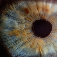 pupil
