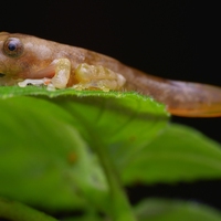 froglet