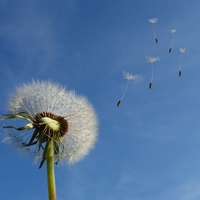 wind
