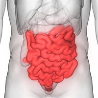 small intestine