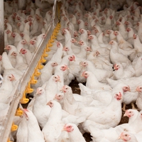 intensive farming