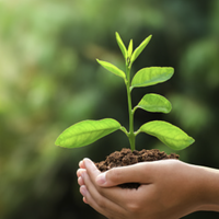 carbon offsets