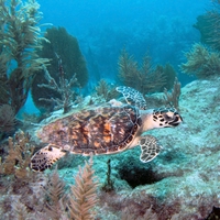 critically endangered