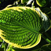 chlorosis