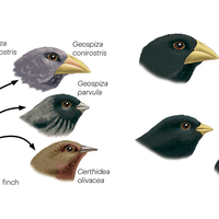 variation
