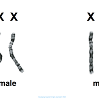 sex chromosome