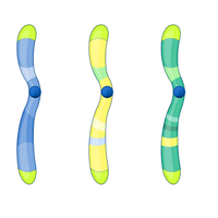 haploid
