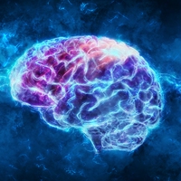 cerebrum