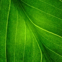 photosynthesis