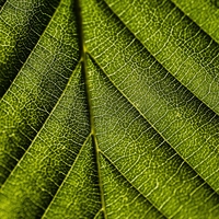 chlorophyll
