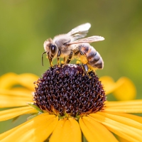 pollinator
