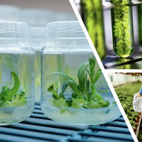 tissue culture