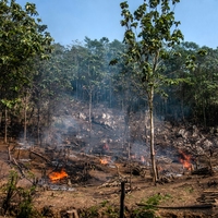 slash-and-burn