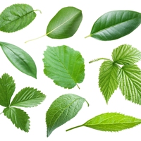 leaves