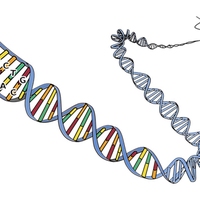 DNA (deoxyribonucleic acid)