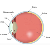 lens