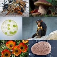 eukaryota
