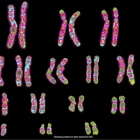 chromosome