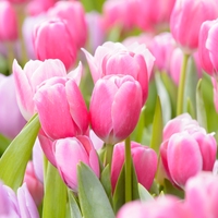 tulip