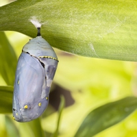 chrysalis