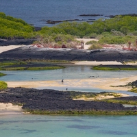 habitat