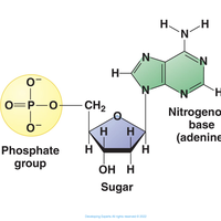 nucleotide