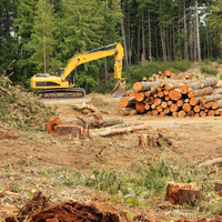 logging