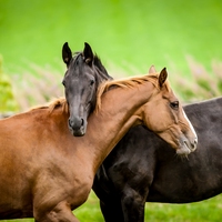 horse