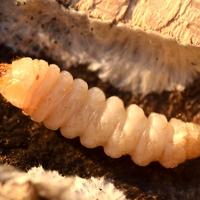 caterpillar