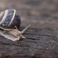 snail