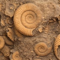 fossil