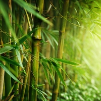 bamboo fibre