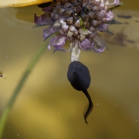 tadpole