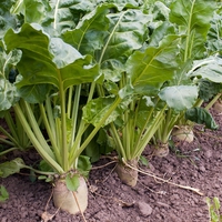 sugar beet