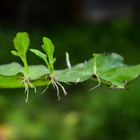 asexual reproduction