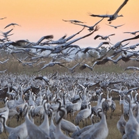 migration