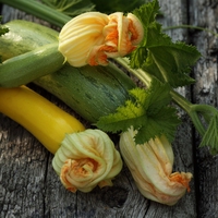 marrow