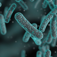 bacteria