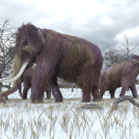 woolly mammoth