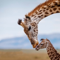 offspring