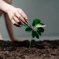 grow