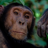 chimpanzee