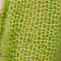 membrane