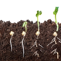 germination