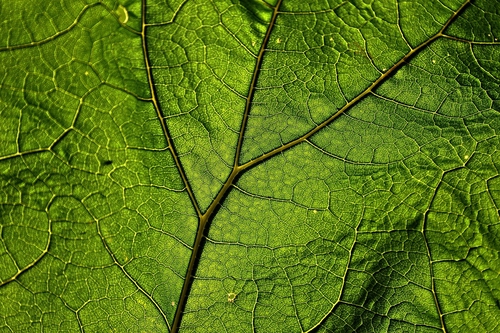 Introducing new plant lessons for KS2 biology!