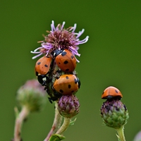 aphid