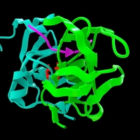 protease