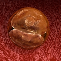 zygote