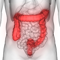 large intestine