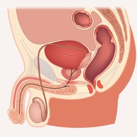 seminal glands
